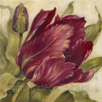 Постер Kathryn White — Scarlet Tulip, 40x40 cm, A 4933