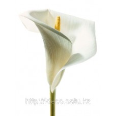 Фотопостер, фотокартина, артпринт, 04741, 30x40 cm, Lily in Bloom I