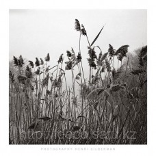 Фотопостер, фотокартина, артпринт, 09818, 70x70 cm, Henri Silbermann — Prospect Lake Grasses