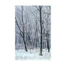 Фотопостер Adam Brock — Woodland Snow I, SPT 8416, 50x70 cm