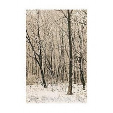 Фотопостер Adam Brock — Woodland Snow II, SPT 8417, 50x70 cm