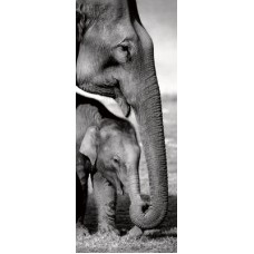 Фотопостер Delimont — Indian Elephants, 30x90 cm, GOGV 13347