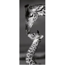Фотопостер Delimont — Masai Mara Giraffes, 30x90 cm, GOGV 13346