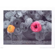 Фотокартина Floral Collection › Ranunculi | cod. BW03 | 60x80cm
