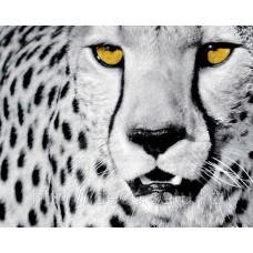 Принт  Rocco Sette   White Cheetah   08089   60 x 80 cm