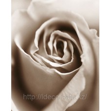 Фотопостер Heart of the Rose (Sue Kennedy), 09283, 24 x 30 cm