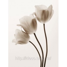 Фотопостер Composition with Three Tulips Tim Smith, 04150, 40 x 50 cm