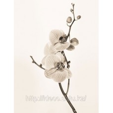 Фотопостер Orchids in Sepia Tones Jane Butler, 04151, 40 x 50 cm